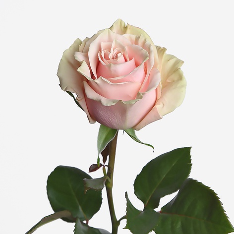 Троянда Пінк Мондіаль, 90 см