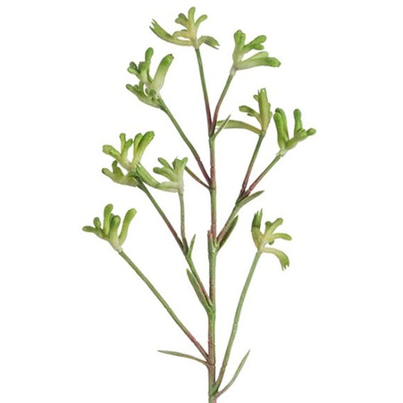 Анігозантус зелений