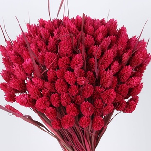 Фалярис малиновый