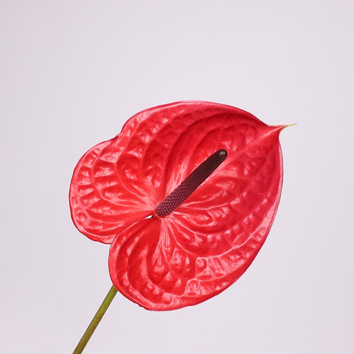 Антуриум красный