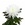 Хризантема біла