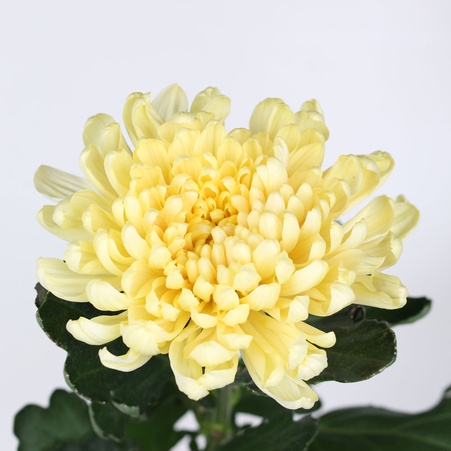 Хризантема жовта