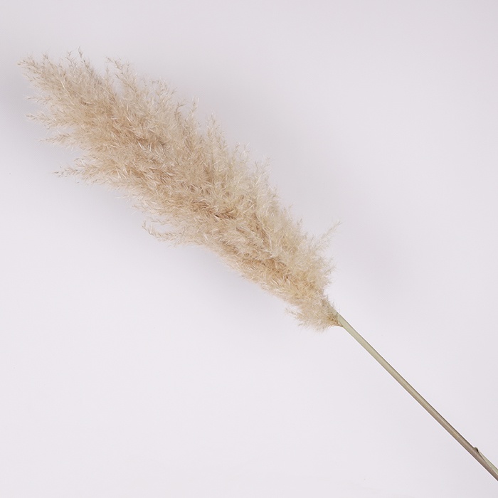 Кортадерия натуральная, 150 см