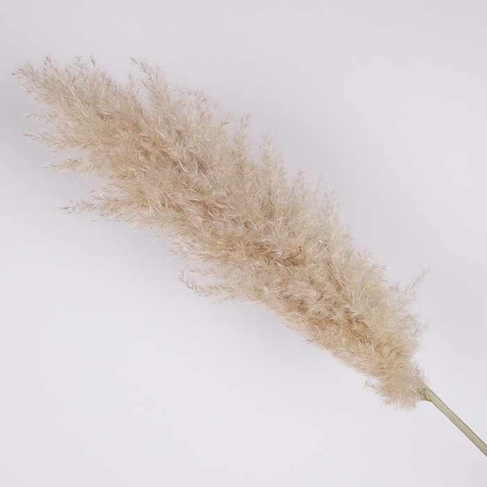 Кортадерия натуральная, 150 см