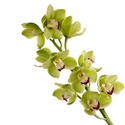 Орхидея Цимбидиум ветка зелёная