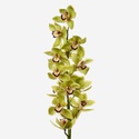 Орхидея Цимбидиум ветка зелёная