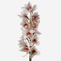 Орхидея Цимбидиум ветка молочная