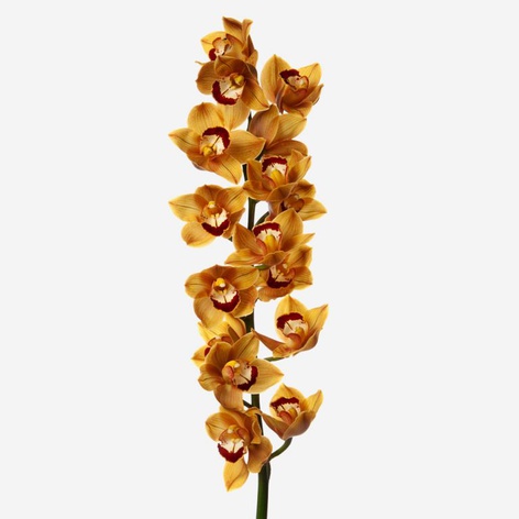 Орхидея Цимбидиум ветка оранжевая