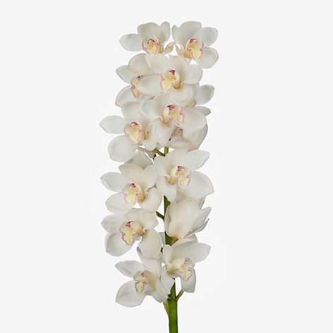 Орхідея Цимбідіум гілка біла