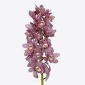 Орхідея Цимбідіум гілка рожева