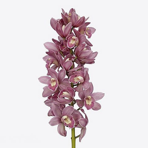 Орхидея Цимбидиум ветка розовая