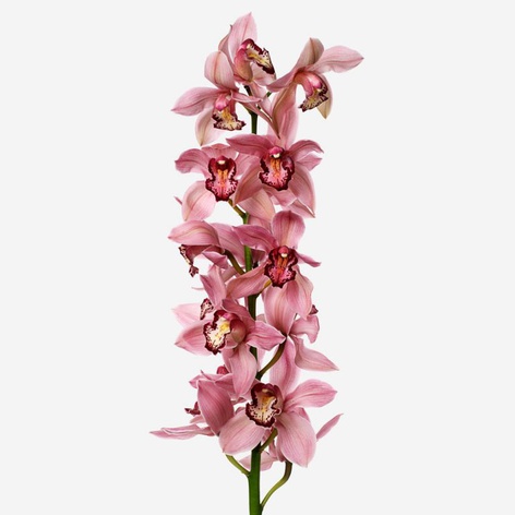 Орхідея Цимбідіум гілка рожева