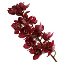 Орхидея Цимбидиум ветка бордо