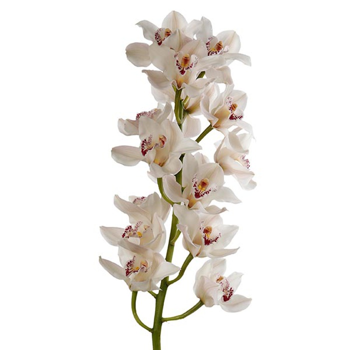 Орхідея Цимбідіум гілка молочна