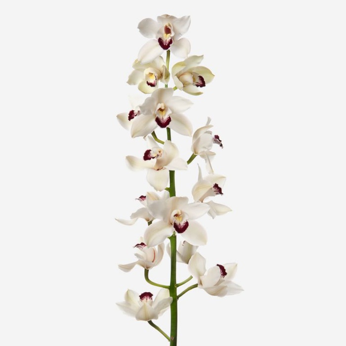 Орхідея Цимбідіум гілка біла