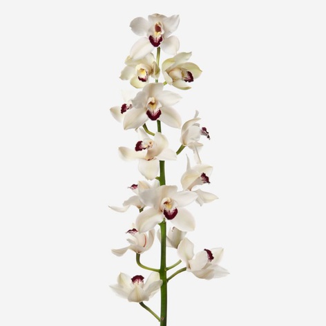 Орхидея Цимбидиум ветка белая
