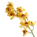 Орхидея Цимбидиум ветка оранжевая