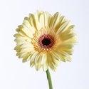 Гербера кремова