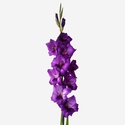 Гладиолус фиолетовый