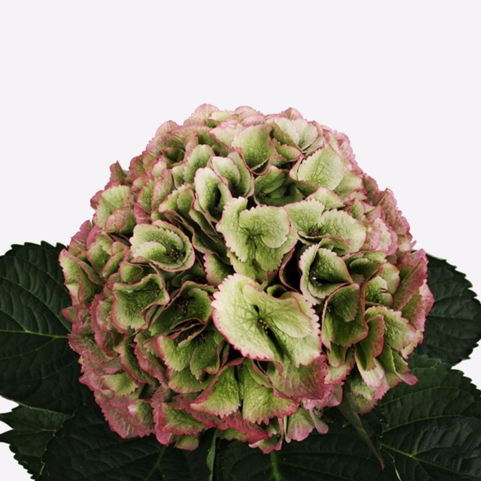 Гортензия биколор зелёно-розовая