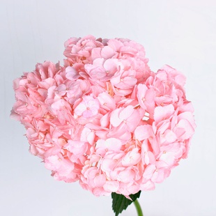 Гортензія Колумбія, рожева