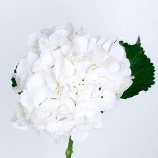 Гортензія Колумбія, біла