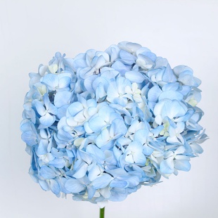 Гортензія Колумбія, блакитна