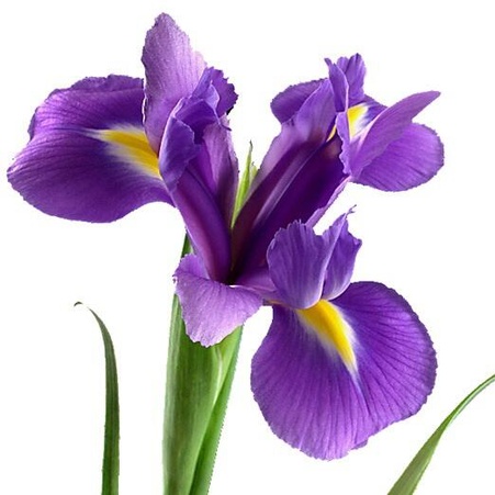 Ірис бузковий