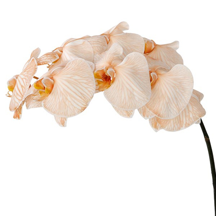 Орхидея Фаленопсис розовая ветка