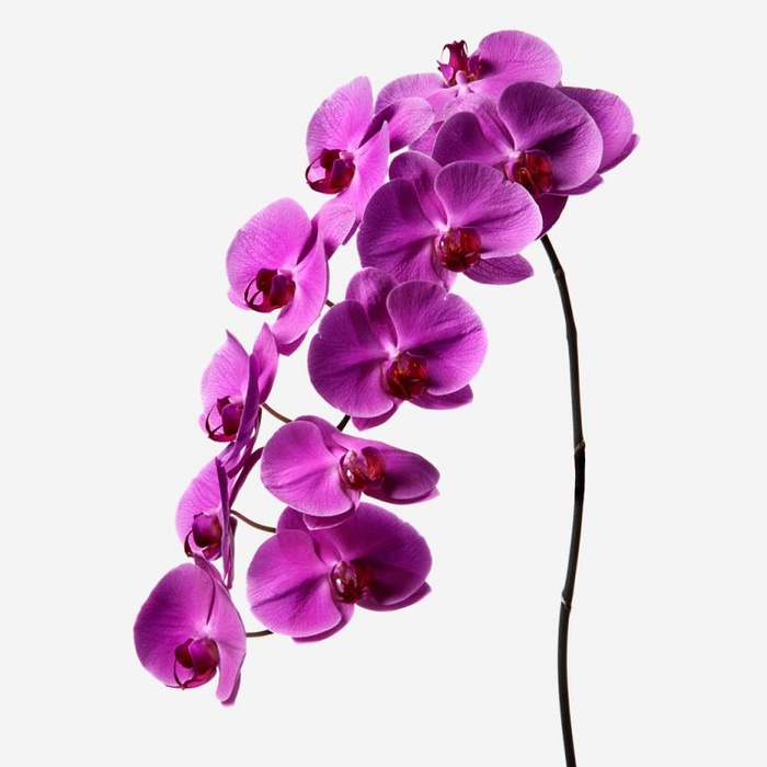 Орхідея Фаленопсис фуксія гілка