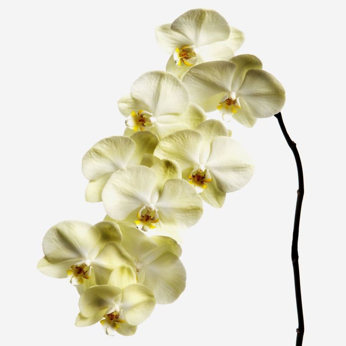 Орхідея Фаленопсис жовта гілка
