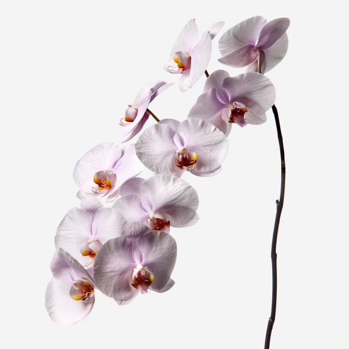 Орхидея Фаленопсис розовая ветка