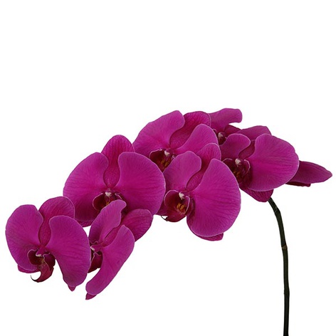 Орхидея Фаленопсис фуксия ветка