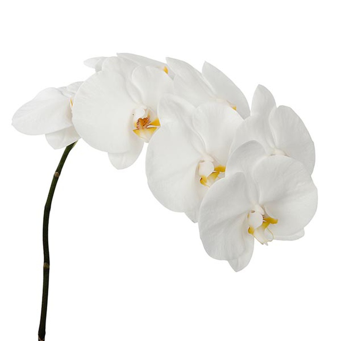 Орхидея Фаленопсис белая ветка