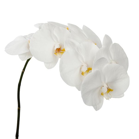 Орхідея Фаленопсис біла гілка