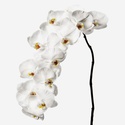 Орхідея Фаленопсис біла гілка