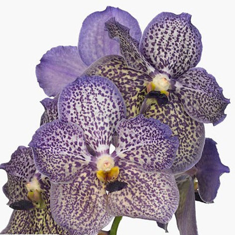 Орхидея Ванда Moonlight Blue ветка