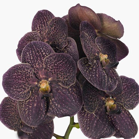 Орхидея Ванда Chocolate ветка