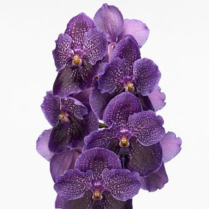 Орхідея Ванда Purple гілка
