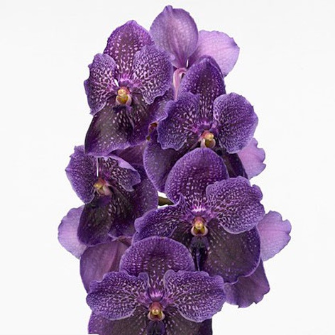 Орхидея Ванда Purple ветка