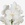 Орхидея Ванда White ветка