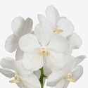 Орхідея Ванда White гілка