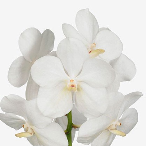 Орхидея Ванда White ветка