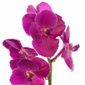 Орхидея Ванда Carmin ветка