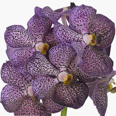 Орхидея Ванда Deep Purple ветка