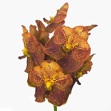 Орхидея Ванда Gold ветка