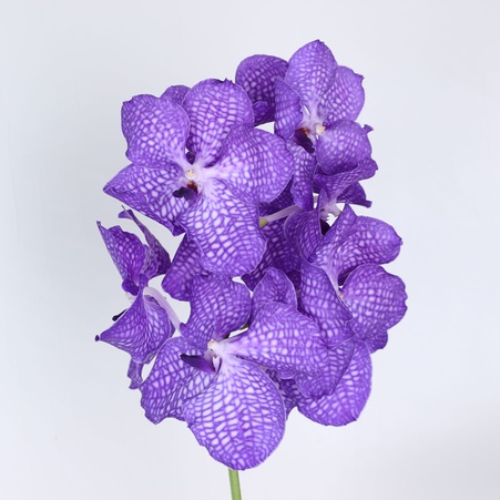 Орхидея Ванда Lilac ветка