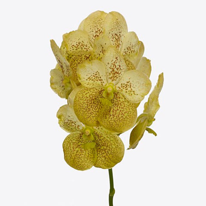 Орхидея Ванда Yellow Henna ветка