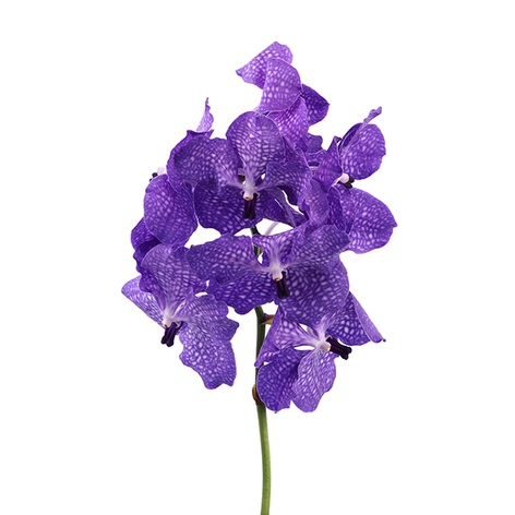 Орхидея Ванда Blue ветка