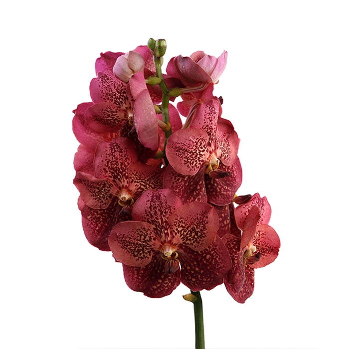 Орхидея Ванда Burgundy ветка